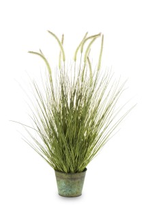 Roślina dekoracyjna 137202