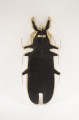 b9a1ec29f008497ad997326779fdde1b-big.jpg