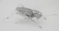 bde632bcec983dd55f9fe59378bce50f-big.jpg