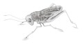 934660de7196a3bb9cc37b880abb6f9d-big.jpg