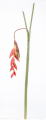 Screenshot_2020-07-29 Roślina dekoracyjna sztuczny Kwiat 103 cm(1).png