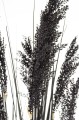 c4eea098b8c04caffbded368de36afec-big.jpg